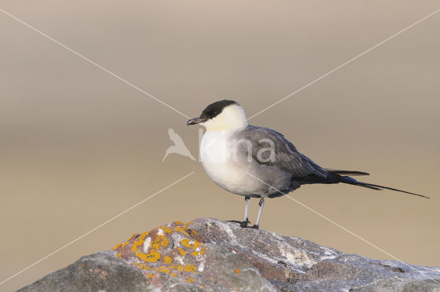 Long-tailed Jaeger (Stercorarius longicaudus)