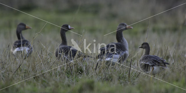 White-fronted goose (Anser albifrons)