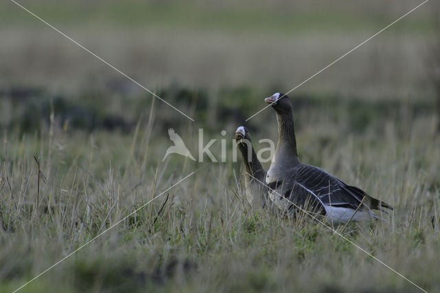 White-fronted goose (Anser albifrons)