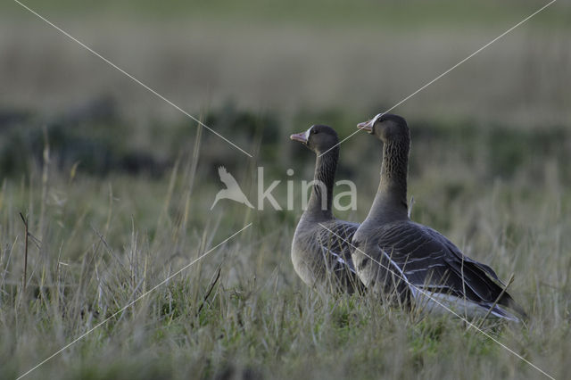 White-fronted goose (Anser albifrons)