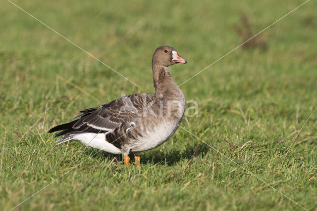 White-fronted goose (Anser albifrons)