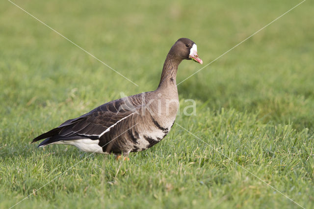 White-fronted goose (Anser albifrons)