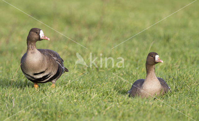 White-fronted goose (Anser albifrons)