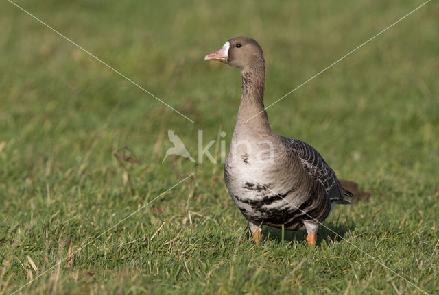 White-fronted goose (Anser albifrons)