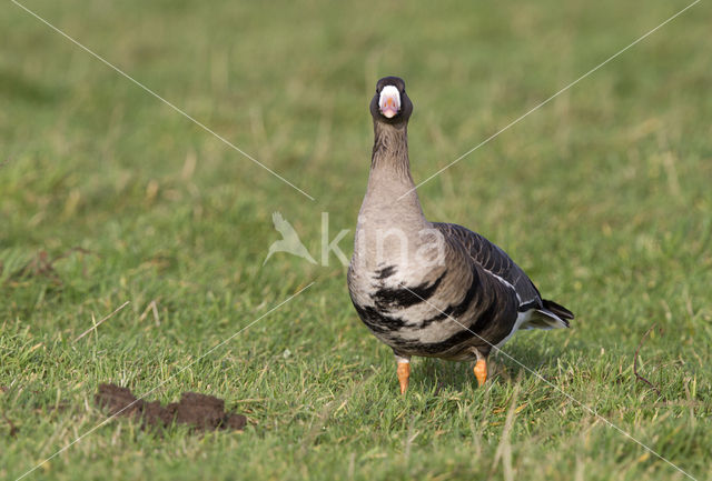 White-fronted goose (Anser albifrons)