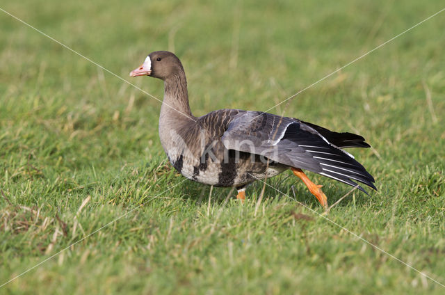 White-fronted goose (Anser albifrons)