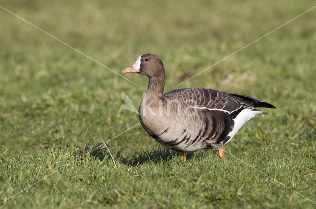 White-fronted goose (Anser albifrons)