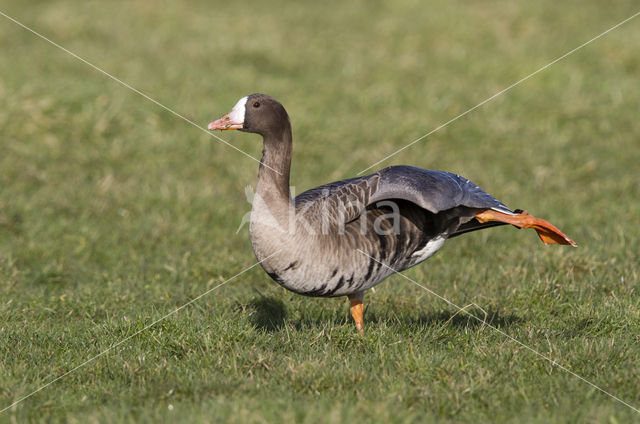 White-fronted goose (Anser albifrons)