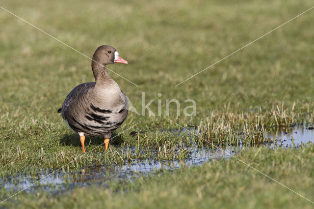 White-fronted goose (Anser albifrons)