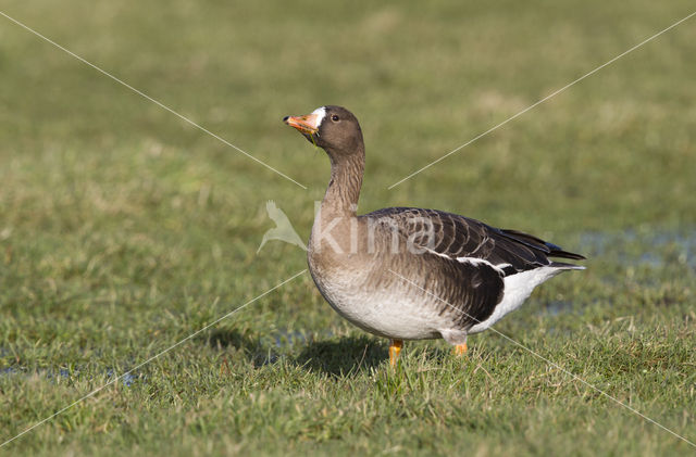 White-fronted goose (Anser albifrons)