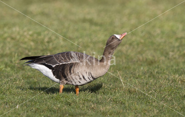 White-fronted goose (Anser albifrons)