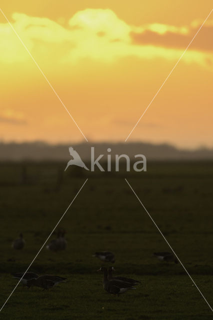 White-fronted goose (Anser albifrons)