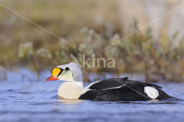 King Eider (Somateria spectabilis)