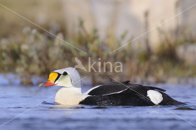 King Eider (Somateria spectabilis)