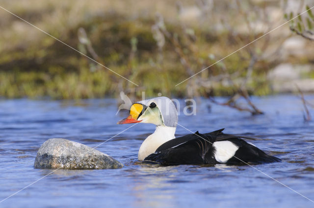 King Eider (Somateria spectabilis)