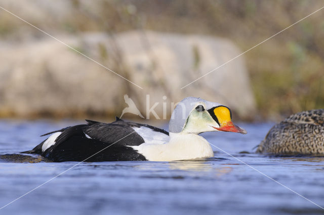 King Eider (Somateria spectabilis)