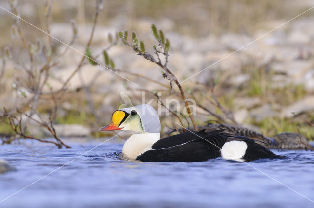 King Eider (Somateria spectabilis)