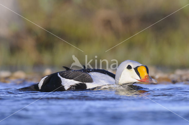 King Eider (Somateria spectabilis)