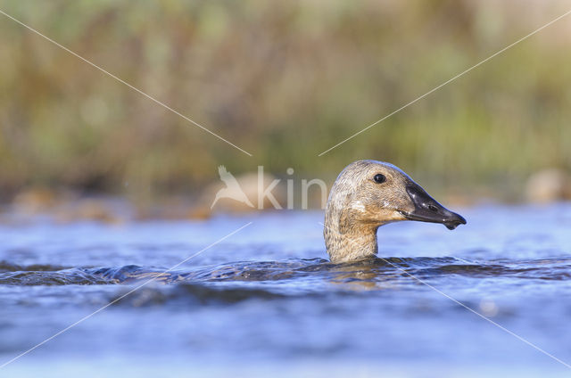 King Eider (Somateria spectabilis)