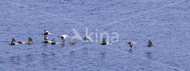 King Eider (Somateria spectabilis)