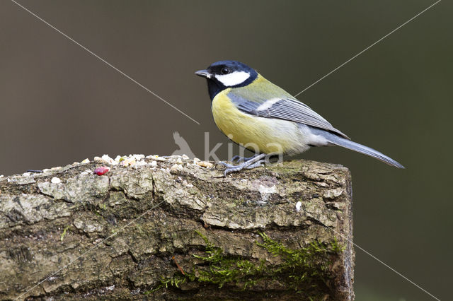 Great Tit (Parus major)