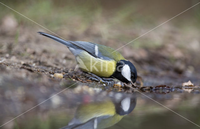 Great Tit (Parus major)