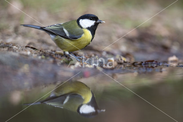 Great Tit (Parus major)