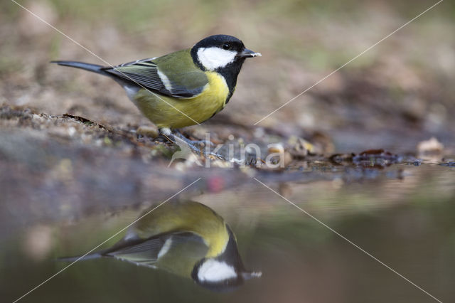 Koolmees (Parus major)