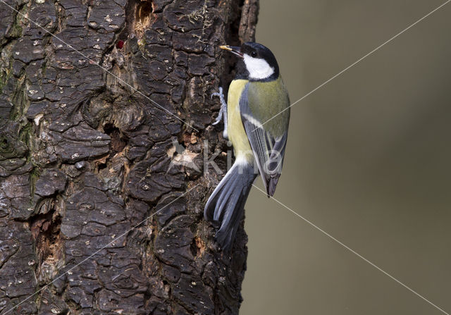 Koolmees (Parus major)