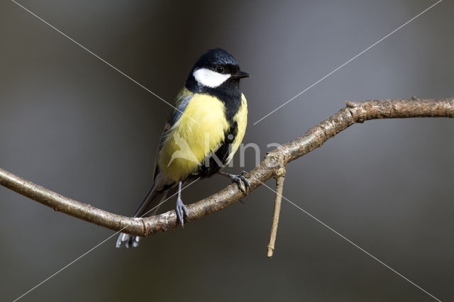 Great Tit (Parus major)