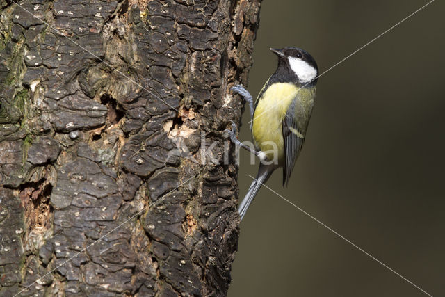 Great Tit (Parus major)