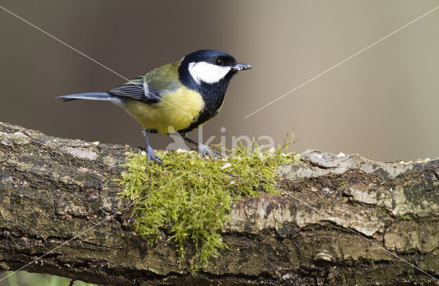 Koolmees (Parus major)