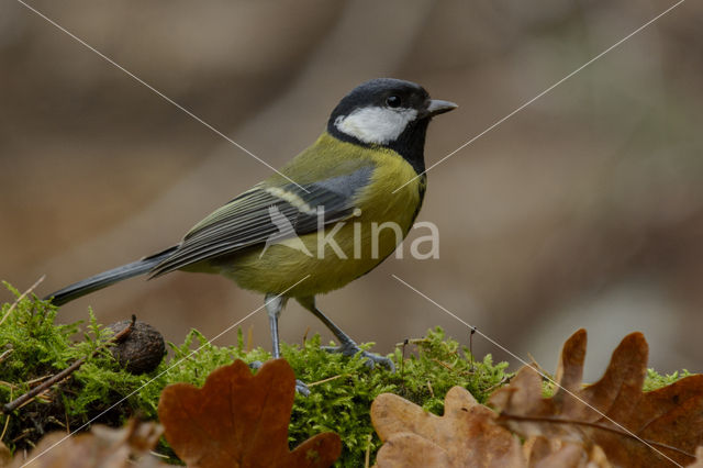 Great Tit (Parus major)