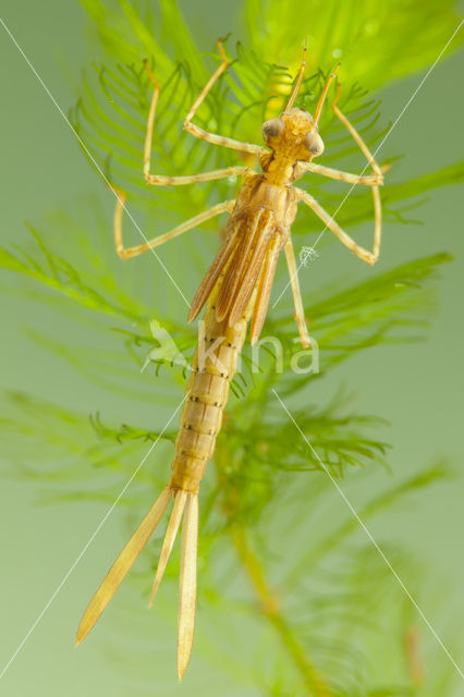 Mediterranean Demoiselle (Calopteryx haemorrhoidalis)