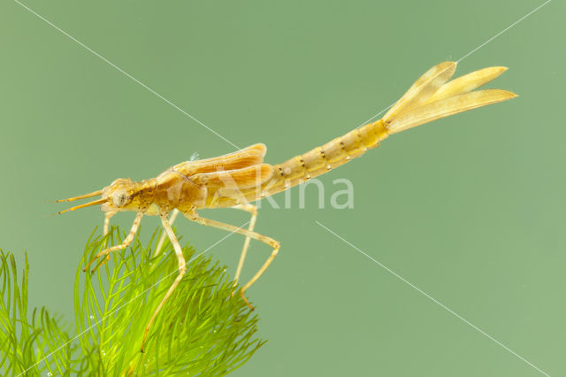Koperen beekjuffer (Calopteryx haemorrhoidalis)