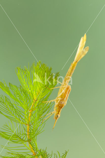 Mediterranean Demoiselle (Calopteryx haemorrhoidalis)