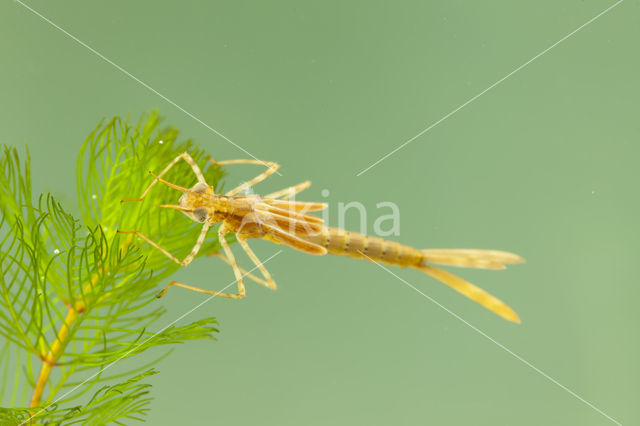 Mediterranean Demoiselle (Calopteryx haemorrhoidalis)