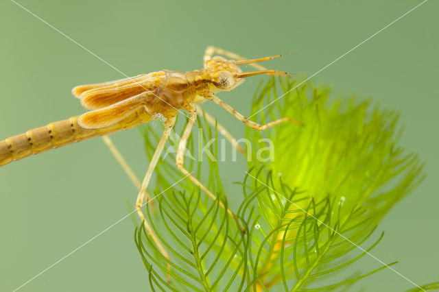 Mediterranean Demoiselle (Calopteryx haemorrhoidalis)
