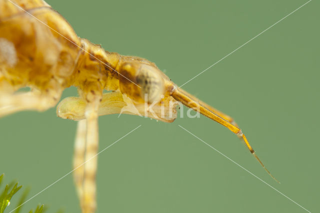 Mediterranean Demoiselle (Calopteryx haemorrhoidalis)