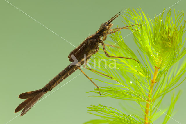 Mediterranean Demoiselle (Calopteryx haemorrhoidalis)