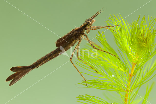 Koperen beekjuffer (Calopteryx haemorrhoidalis)