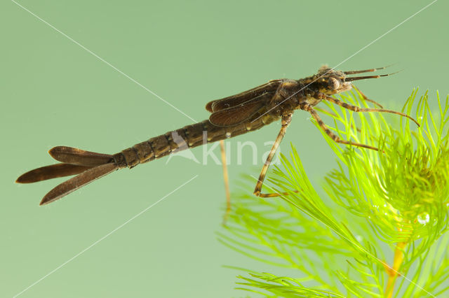 Koperen beekjuffer (Calopteryx haemorrhoidalis)