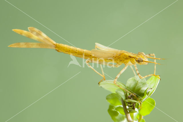 Koperen beekjuffer (Calopteryx haemorrhoidalis)