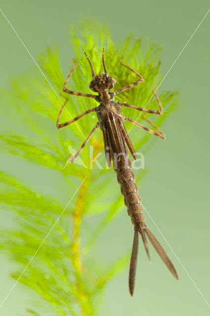 Koperen beekjuffer (Calopteryx haemorrhoidalis)