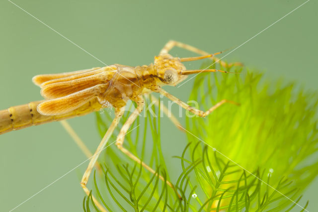 Koperen beekjuffer (Calopteryx haemorrhoidalis)