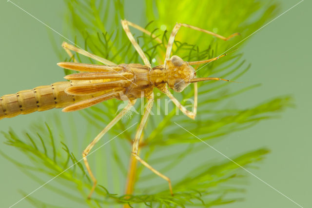 Koperen beekjuffer (Calopteryx haemorrhoidalis)