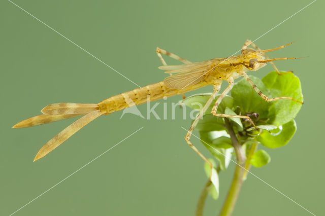 Mediterranean Demoiselle (Calopteryx haemorrhoidalis)