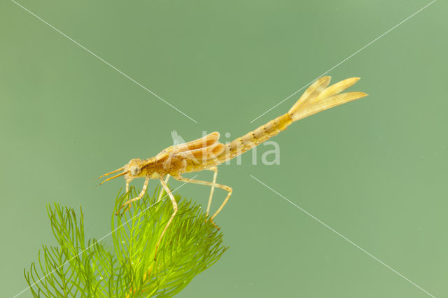 Koperen beekjuffer (Calopteryx haemorrhoidalis)