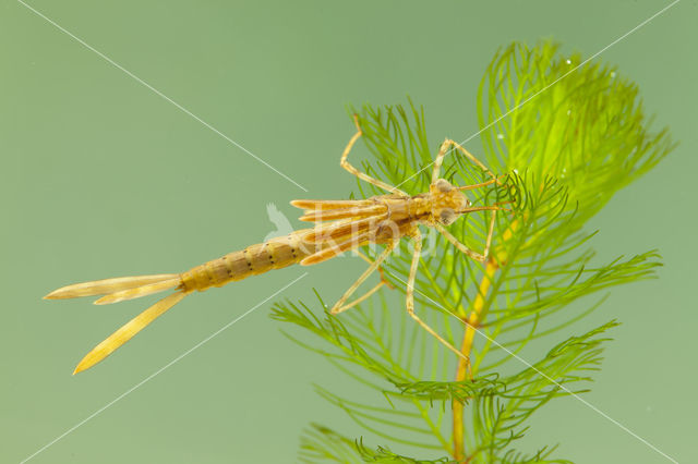 Koperen beekjuffer (Calopteryx haemorrhoidalis)