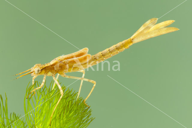 Mediterranean Demoiselle (Calopteryx haemorrhoidalis)